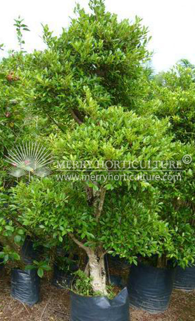 Ficus Retusa 2m